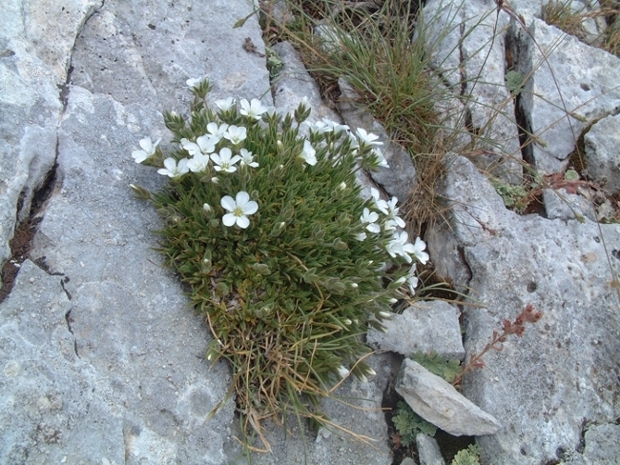Mcneillia (=Minuartia) graminifolia subsp. rosanoi / Minuartia di Rosano
